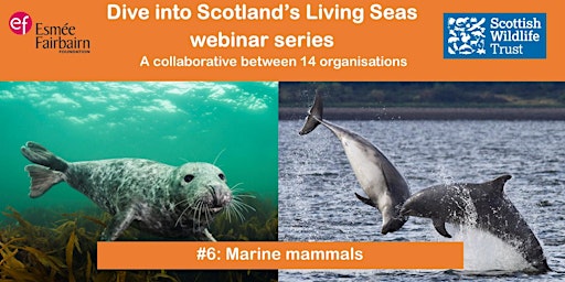 Dive into Scotland's Living Seas #6: Marine mammals primary image