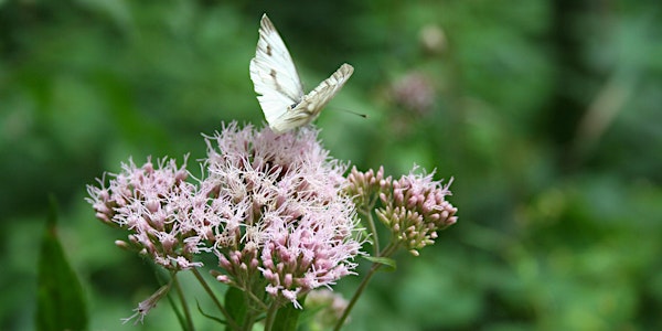 Summer Solstice Herb Walk