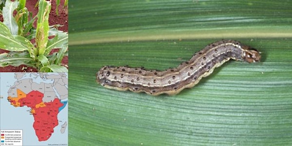 Responding to Fall Armyworm in Africa (e-conference)