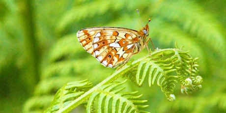 The Pearl-bordered Fritillary in the Trossachs - solving an enigma