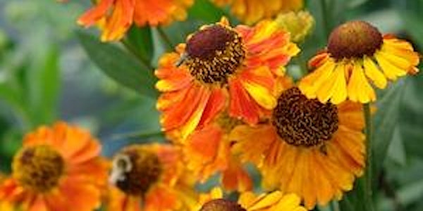 Create a Native Fall Planter