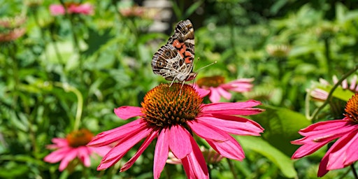Native Pollinators of Pennsylvania