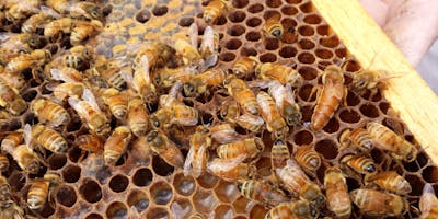 Beginning Beekeeping Class
