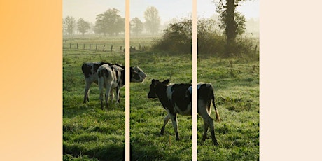 Imagem principal de Webinar cycle #3 | Can we reduce greenhouse gases emissions in ruminants?