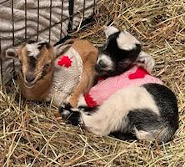 Farm trail walks, playtime with goats in barn. Goat yoga beginning in April