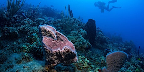 LSU Science Café: Caribbean Corals Need Our Help