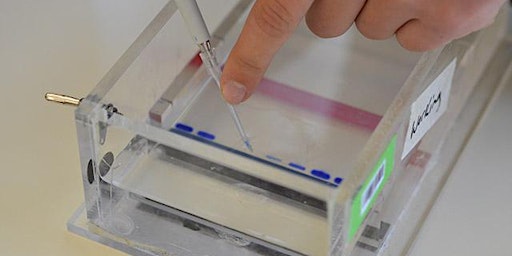 Forensic DNA Fingerprint - Regeneron DNALC