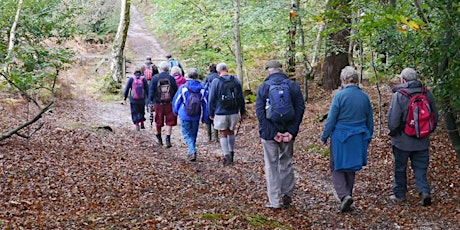New Forest Guided Walk primary image