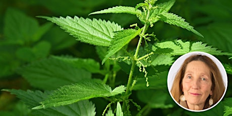 Primaire afbeelding van Virtual: Medicinal Herb Gardening