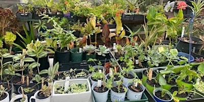 Plant  Sale | Glandore Community Garden