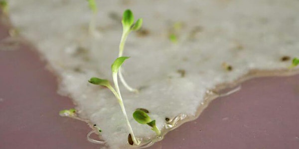 Plantable Paper Workshop with Freshkills Park