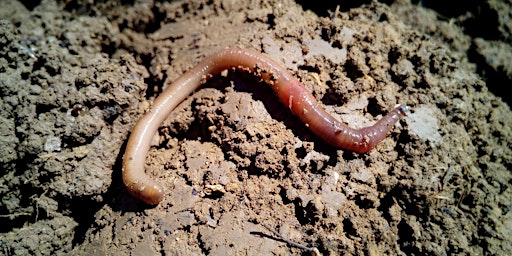 Worm farming at home primary image