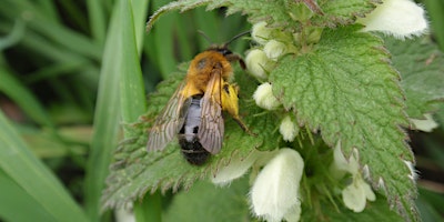 Imagem principal do evento Introduction to Solitary Bees
