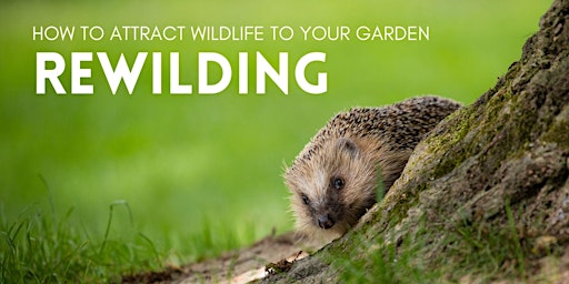 Image principale de Rewilding- How to Attract Wildlife to Your Garden