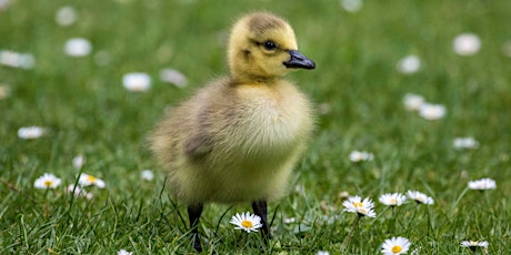 Thames Chase Easter Half Term Activities - The Little Lost Duckling