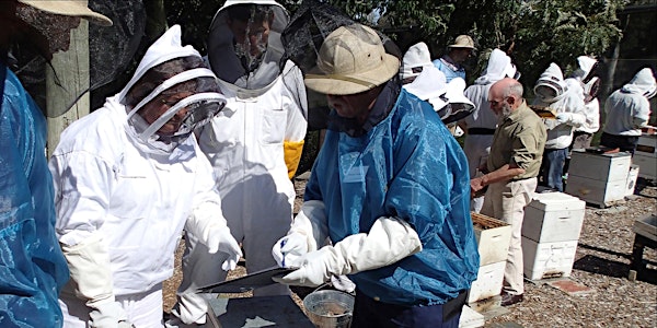 Bees: Beginners' Hands-on Beekeeping Course (27th October & 10th November 2018)