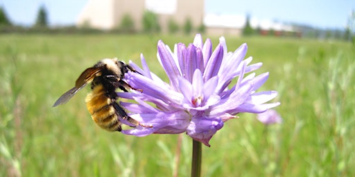 Spring Bees & Botany primary image