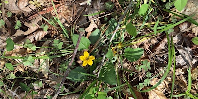 Immagine principale di 2024  Moorefields Wildflower Hike 