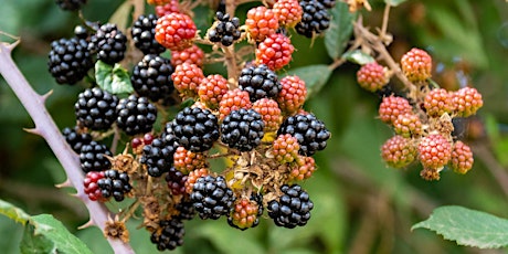 Learn How to Grow Berries In Your Garden primary image