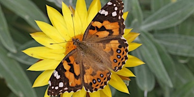 The Insect World of Yarran Dheran with Ian Moodie primary image