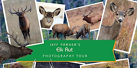 Elk Rut in the Rockies ~ Photo Tour