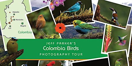 Colombia Birds ~ Photo Tour 2024