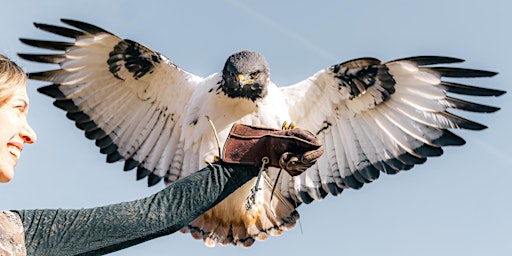 2 1/2-Hr Immersive Falconry Experience flying/handling Birds of Prey