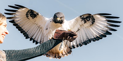2 1/2-Hr Immersive Falconry Experience flying/handling Birds of Prey primary image