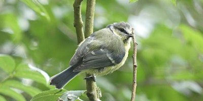 Imagem principal de Identifying Birds by Sight and Sound