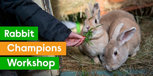 Rabbit Champions Workshop primary image