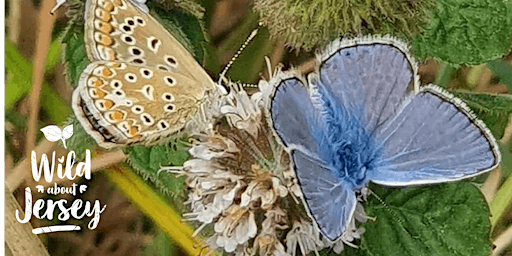 Jersey Butterfly Monitoring Scheme Training Day