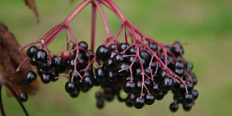 Wild Medicine Walk - Season of mellow fruitfulness