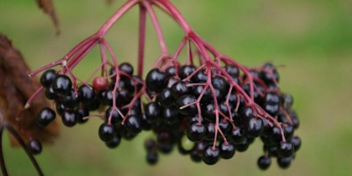 Wild Medicine Walk - Season of mellow fruitfulness primary image