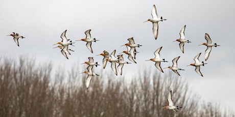 Ontdek Spaarnwoude - Vogels spotten op het landje van Gruijters
