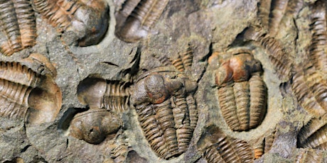 Fossil Finds - Family program , $4 cash per person upon arrival