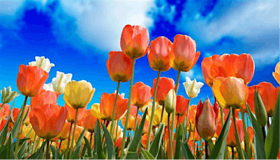 Let’s Discover the History of the Tulip - at the Tulip Experience
