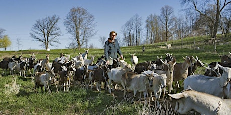 Imagen principal de Blue Ledge Farm Goat Dairy Tour