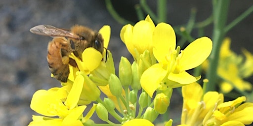 Imagem principal do evento Beekeeping Basics - Autumn to Winter Beekeeping
