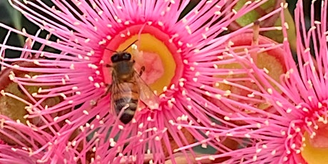 Beekeeping Basics - FREE  Introduction to Beekeeping