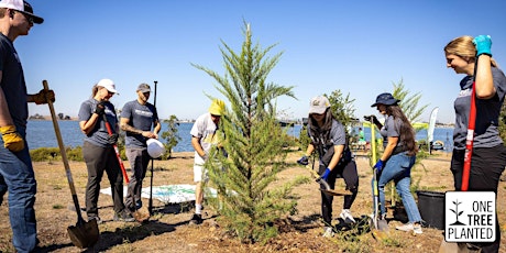 Tree Planting Event - Maynard, MA