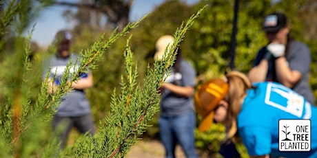 Tree Distribution Event - Claremont, CA