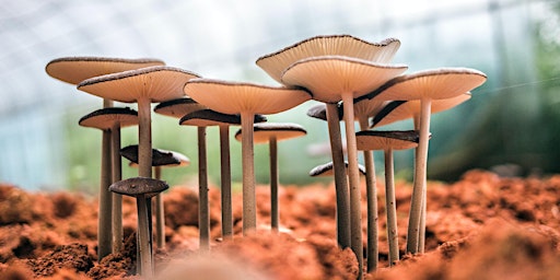 Mushroom Grow Kits with Baltispore primary image