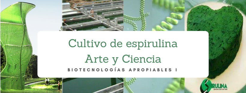 Arte y Ciencia del cultivo casero de espirulina