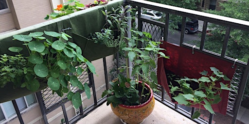 Image principale de Balcony and Patio Vegetable Gardening for New Growers