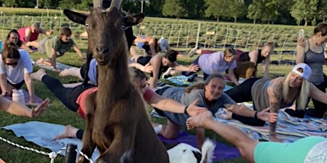 Goat Yoga at Herman's Farm - St. Charles, MO