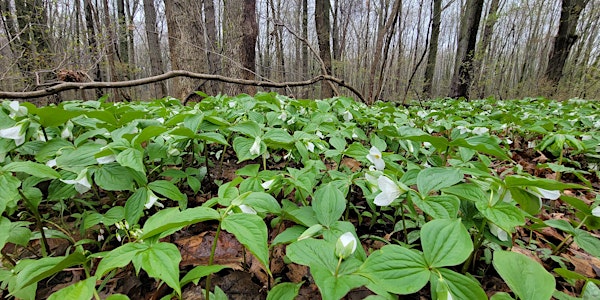 Spring hike at Kopegaron Woods Conservation Area