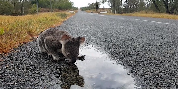 Queensland’s new tree clearing laws