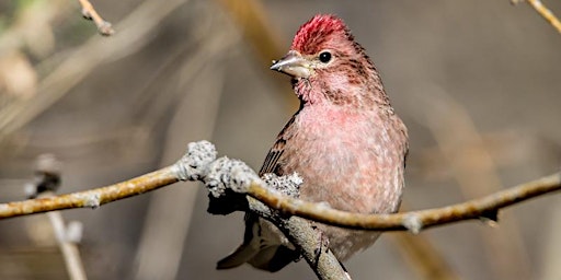 Hauptbild für Identifying Birds by Sight and Song