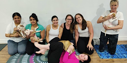 Toronto Event Hub - Yoga with Puppies - Women's Mixer