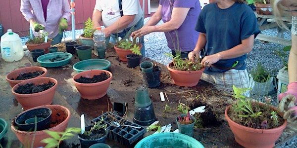 Create a Bog Garden Planter 